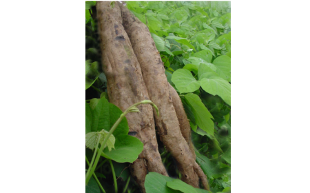 吃了這么多年的野生葛根粉，你吃對(duì)了嗎？