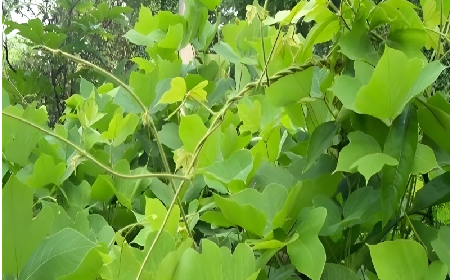 七夕寵妻狂魔就選它！二月風(fēng)雙有機(jī)野生葛根粉，健康又有文化味 