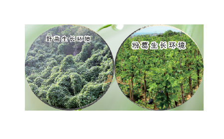 高學(xué)歷養(yǎng)生黨親測(cè)：這款雙有機(jī)野生葛根粉，憑什么成日常優(yōu)選？?