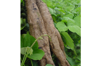 長(zhǎng)期吃葛粉是養(yǎng)生還是傷身？科學(xué)解讀它的三大益處，讓你吃得更明白！