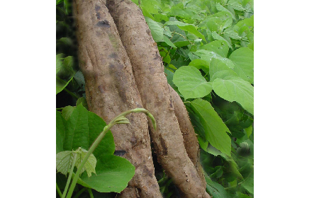 葛粉是什么？解鎖這份藏著千年文化與養(yǎng)生智慧的天然食材